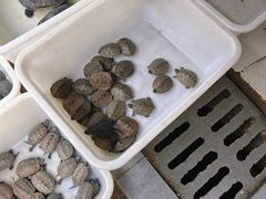 -青石桥花鸟鱼虫市场(叠翠城店)