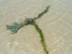 -那香海钻石沙滩浴场