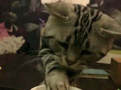 -喵店&猫咖