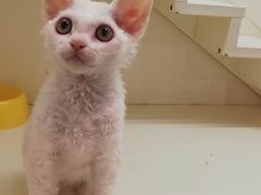 -十年猫舍·猫咪专门店(普陀店)