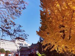 -莲花池公园