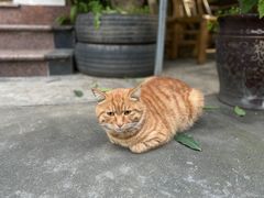 -大嫂烧烤
