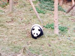 -成都大熊猫繁育研究基地