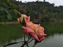 -中山市树木园