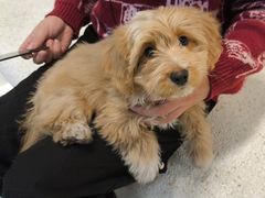 -帕帕拉兹宠物(亚洲旗舰店)