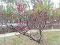 -白塘生态植物园