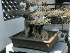-绮园景区
