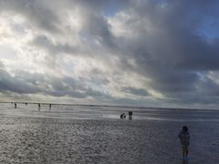 -红树林天天赶海
