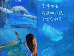 -广东惠东海龟国家级自然保护区