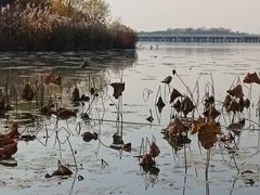 -丁香湖公园