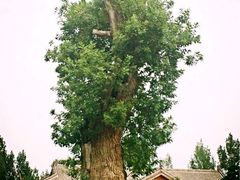 iphone_upload_pic-中国唐苑