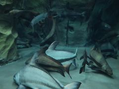 -上海海洋水族馆
