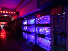 -山东柏宁水族批发广场