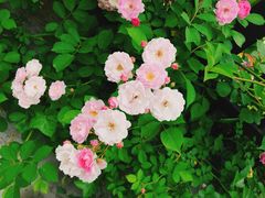 -白塘生态植物园