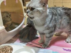 -藏猫猫咖啡主题馆(中央大道店)
