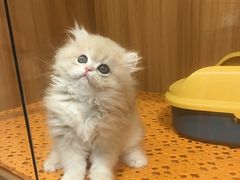 -欣宠猫屋·矮脚拿破仑·蓝金金渐层