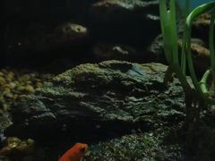 -暹罗海洋世界