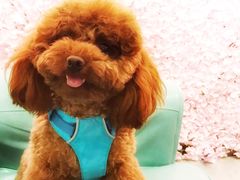 -百好乐宠物友好餐厅(朝外大街店)