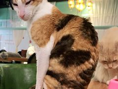 -猫小院猫主题餐厅(三里屯店)