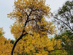 -迎泽公园