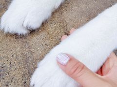-TrueLove @ Neverland (Husky Cafe)