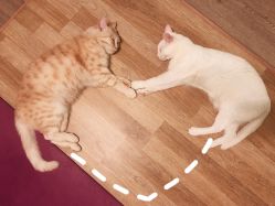 -齐伽生活馆·瑜伽·普拉提·阿育吠陀