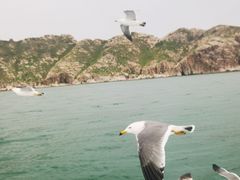 -长岛万鸟岛