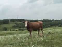 -塞罕坝国家级自然保护区