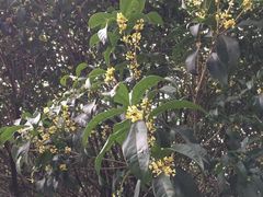 -阿男野栗王(金门路店)