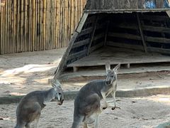 -深圳野生动物园