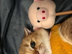 -东方名猫馆·英短金渐层布偶猫舍(环线广场1号楼店)