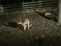 -清迈夜间动物园