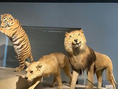 -上海自然博物馆