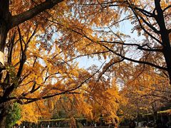 -四川大学(华西校区)