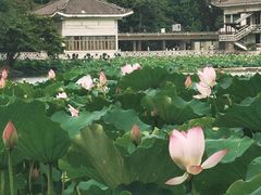 -荔湾湖公园