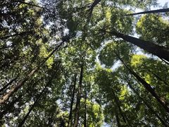 -山王坪喀斯特国家生态公园