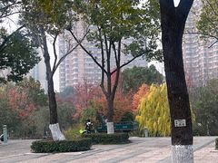 -青枫公园