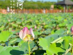 -大湾区中央湿地公园
