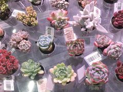 -KKV(深圳kk one 店)