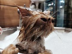 -PETKIT小佩宠物(古北店)