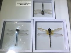 -上海昆虫博物馆