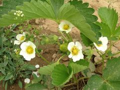 植物-意大利农场度假村