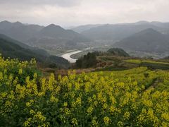 -桑洲油菜花景区