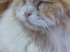 -喵园·猫主题咖啡厅·撸猫·猫咖(国贸店)