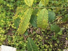 -广西壮族自治区药用植物园