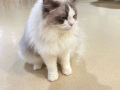 -藏猫猫咖啡主题馆(中央大道店)