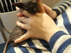 猫猫-猫色咖啡·猫咖