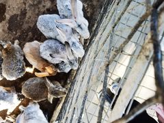 -歌斐颂巧克力小镇