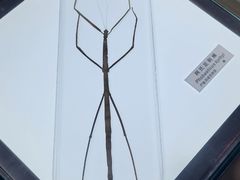 -上海昆虫博物馆