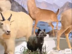 -陕西自然博物馆